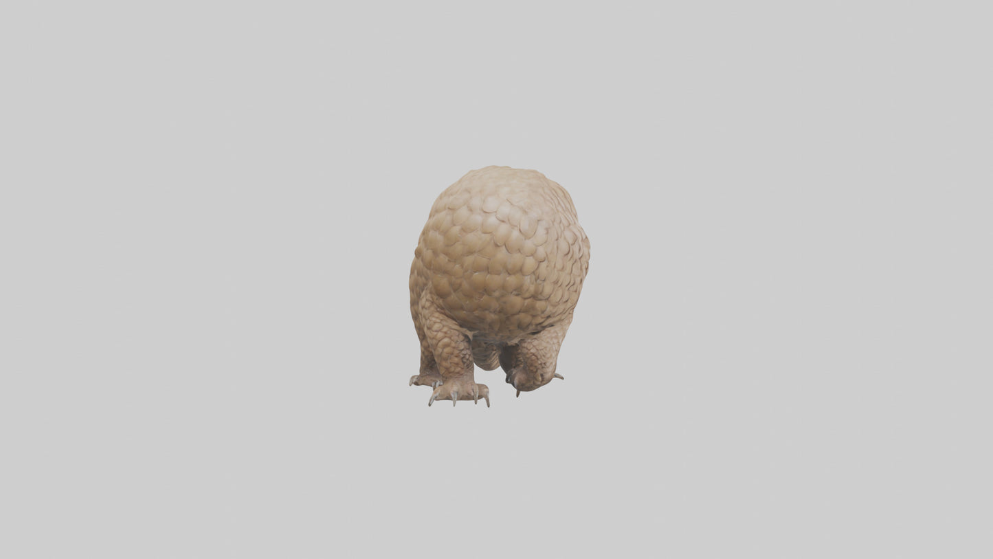 3D model Pangolin Body Model VR / AR / low-poly