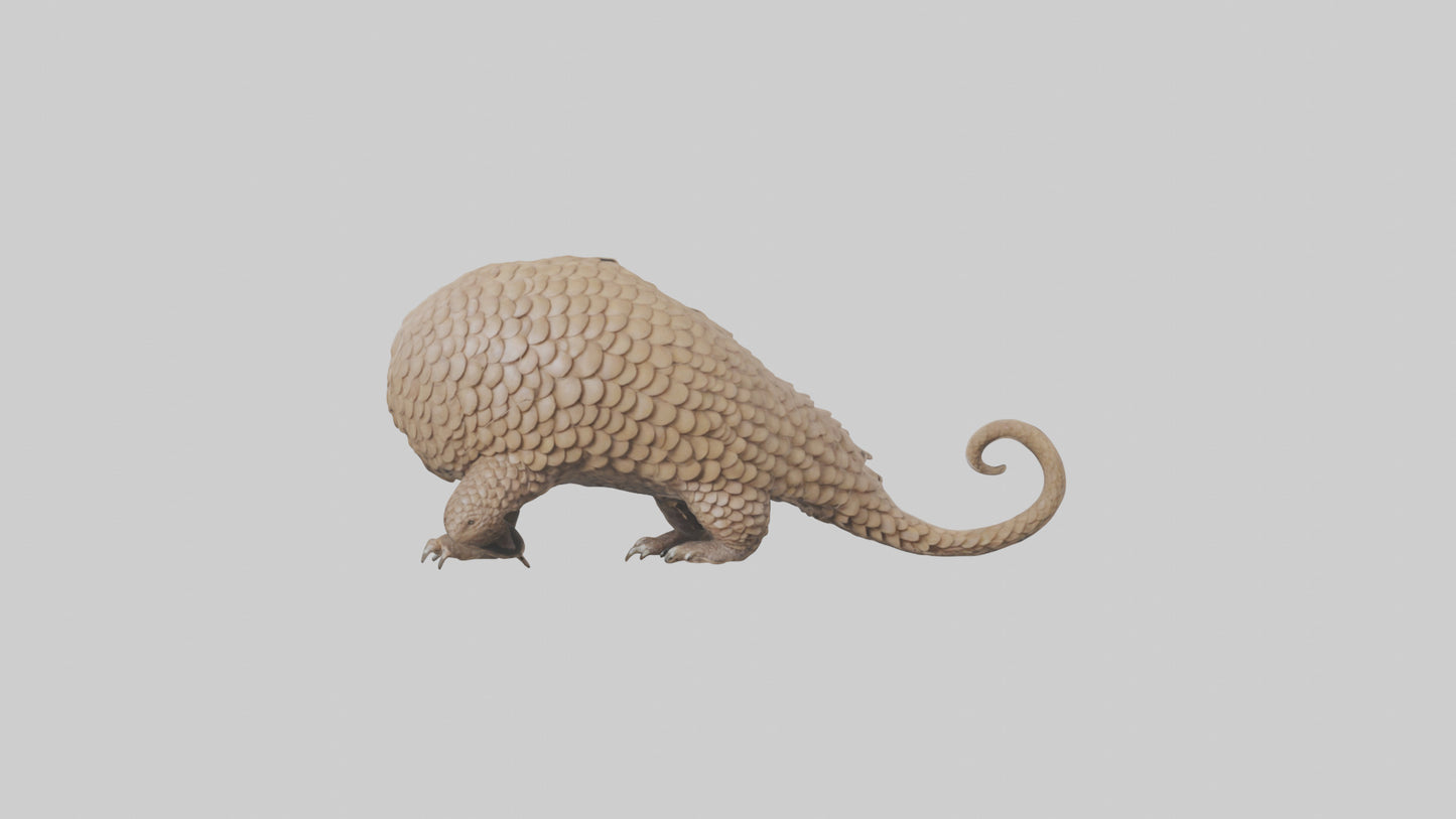 3D model Pangolin Body Model VR / AR / low-poly