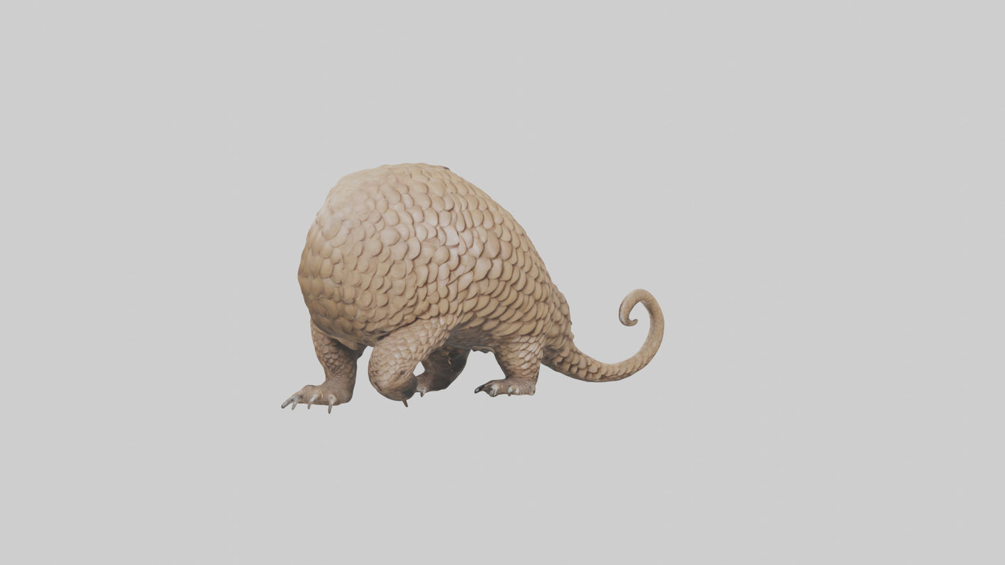 3D model Pangolin Body Model VR / AR / low-poly
