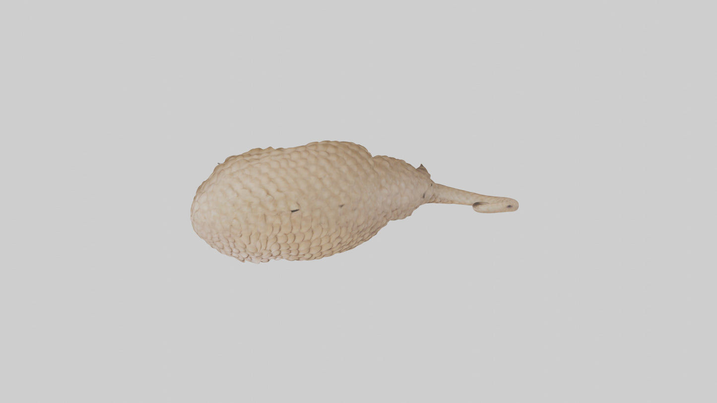 3D model Pangolin Body Model VR / AR / low-poly