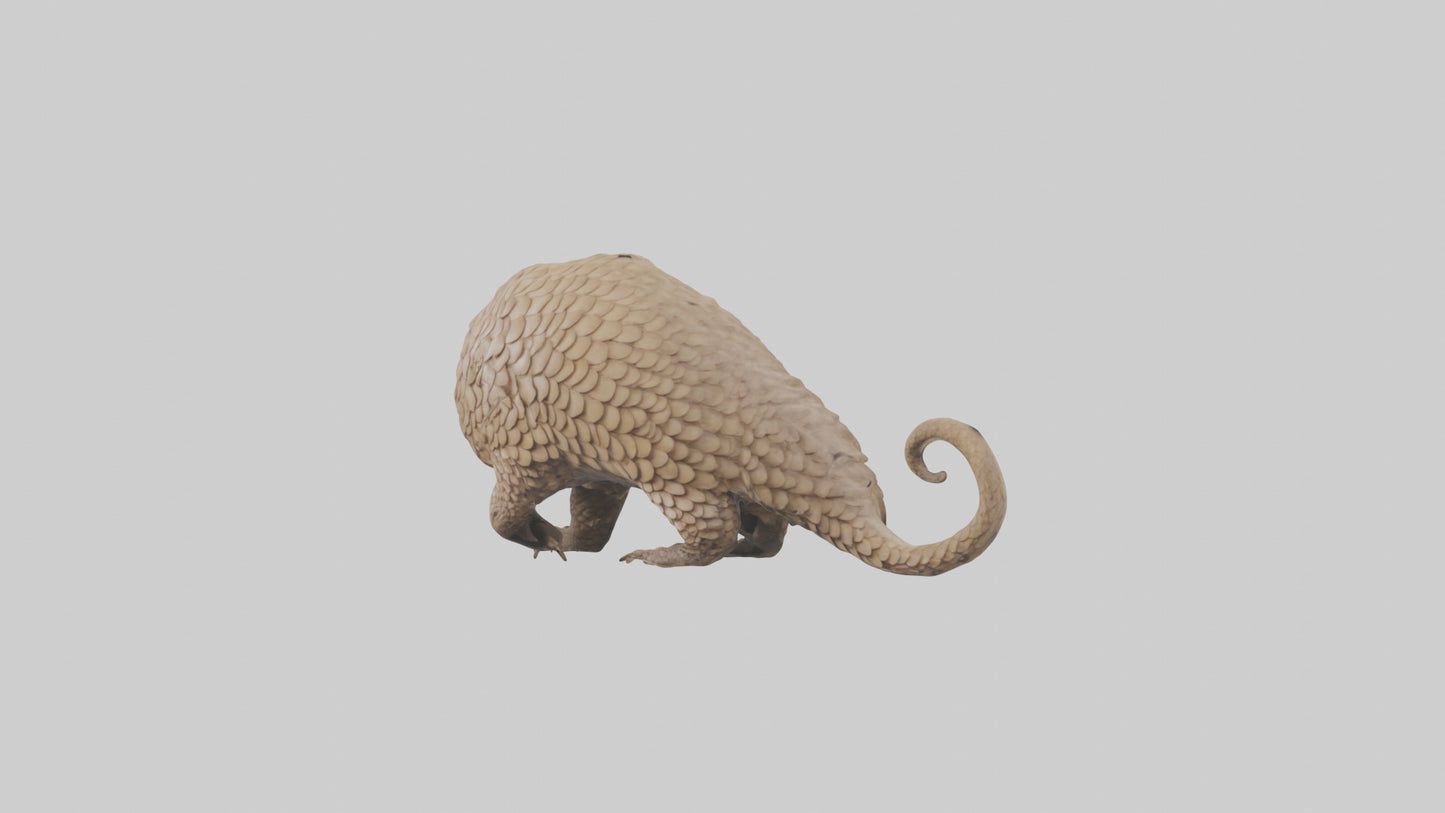 3D model Pangolin Body Model VR / AR / low-poly
