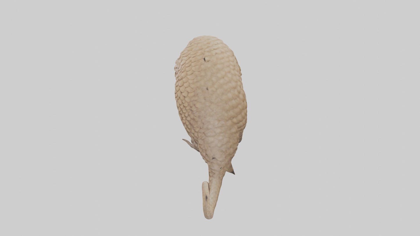 3D model Pangolin Body Model VR / AR / low-poly