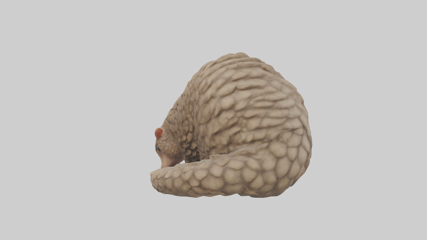 Pangolin curled up model VR / AR / low-poly