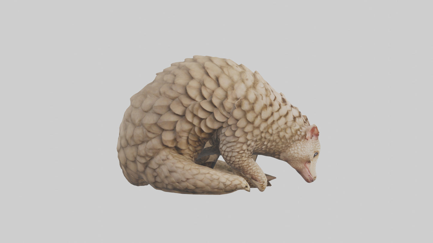 Pangolin curled up model VR / AR / low-poly