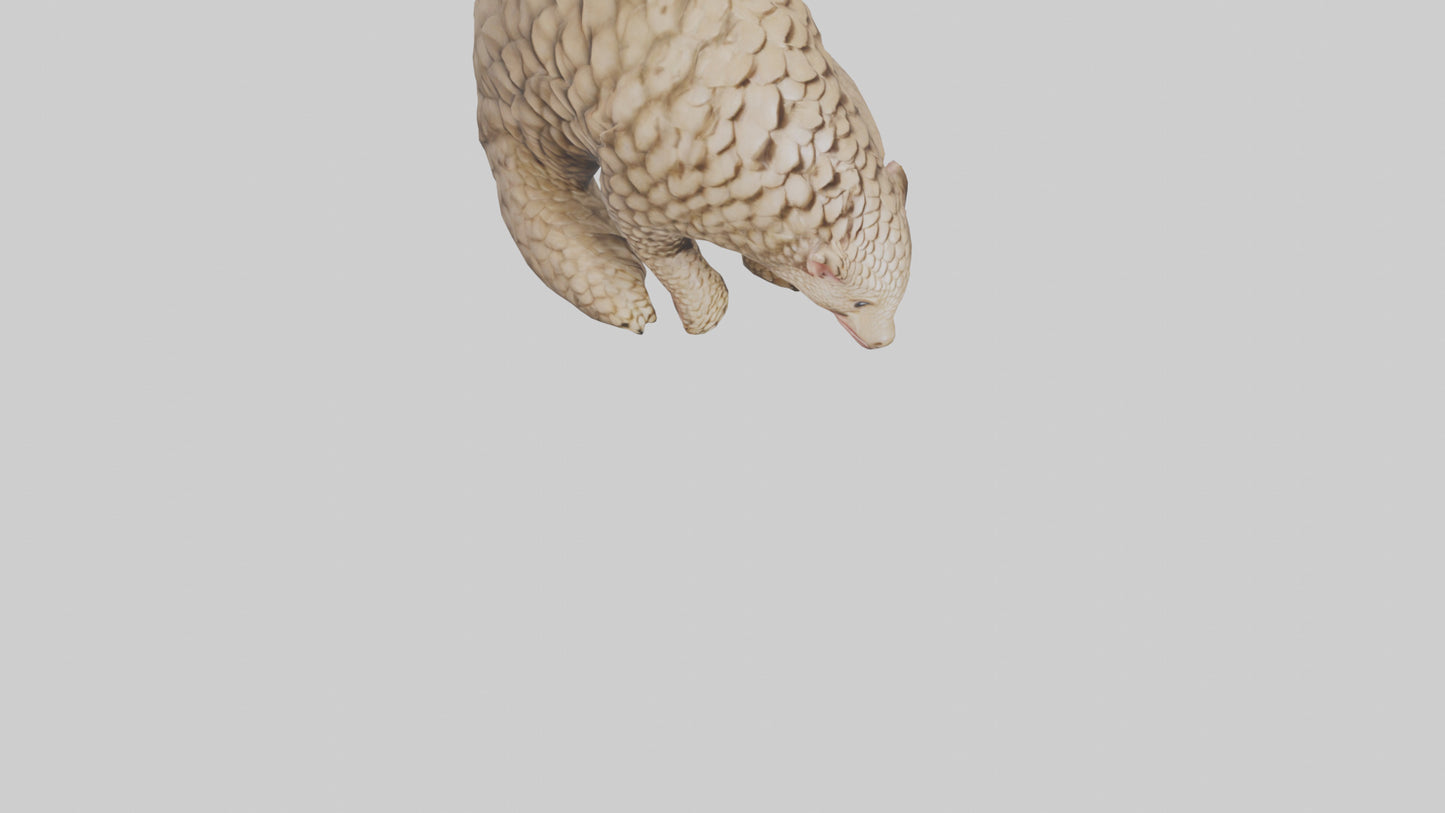 Pangolin curled up model VR / AR / low-poly