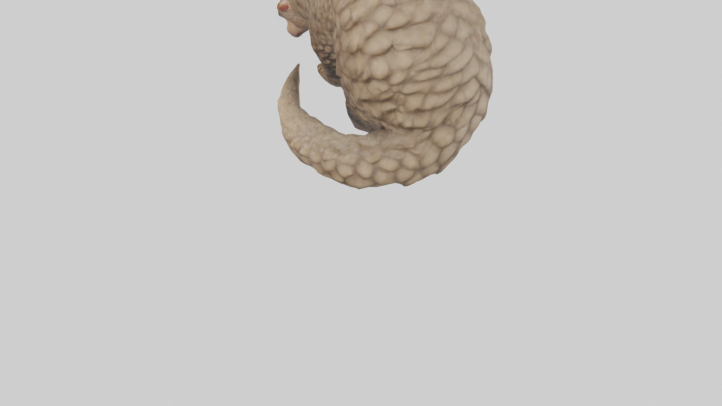 Pangolin curled up model VR / AR / low-poly
