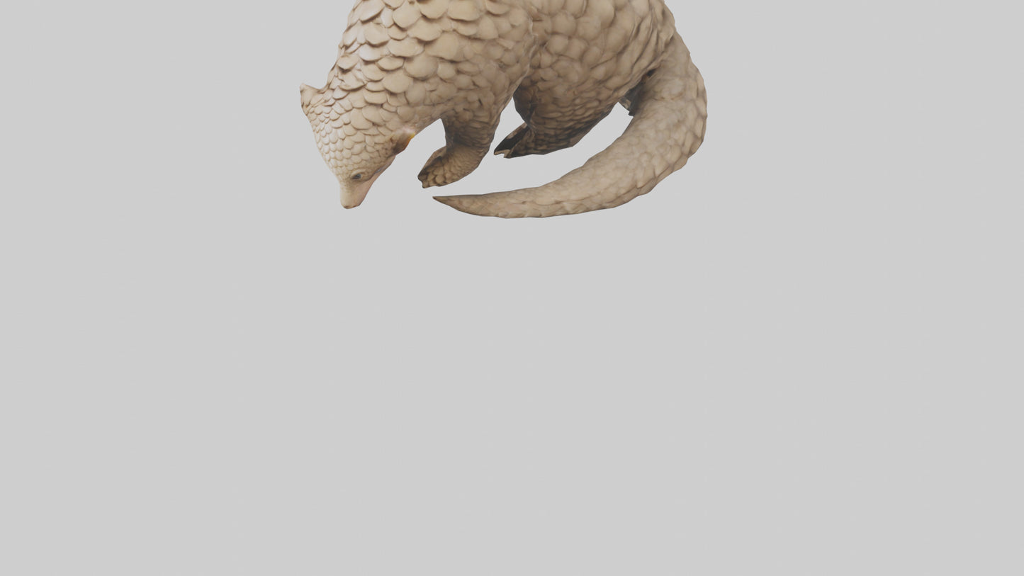 Pangolin curled up model VR / AR / low-poly