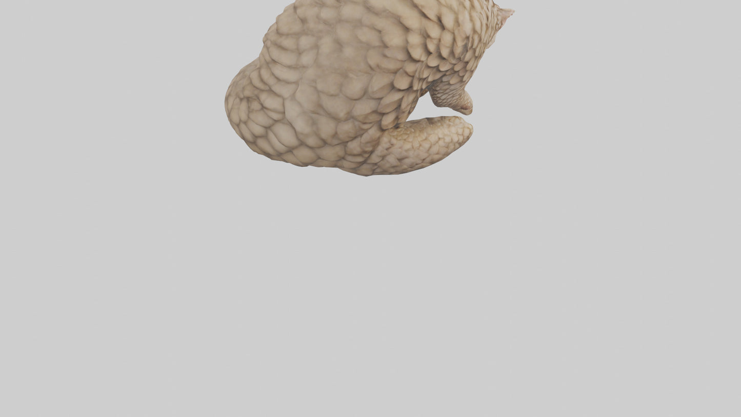Pangolin curled up model VR / AR / low-poly