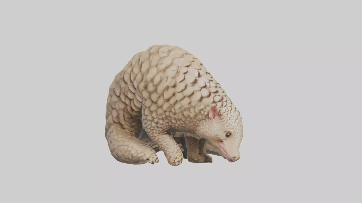Pangolin curled up model VR / AR / low-poly