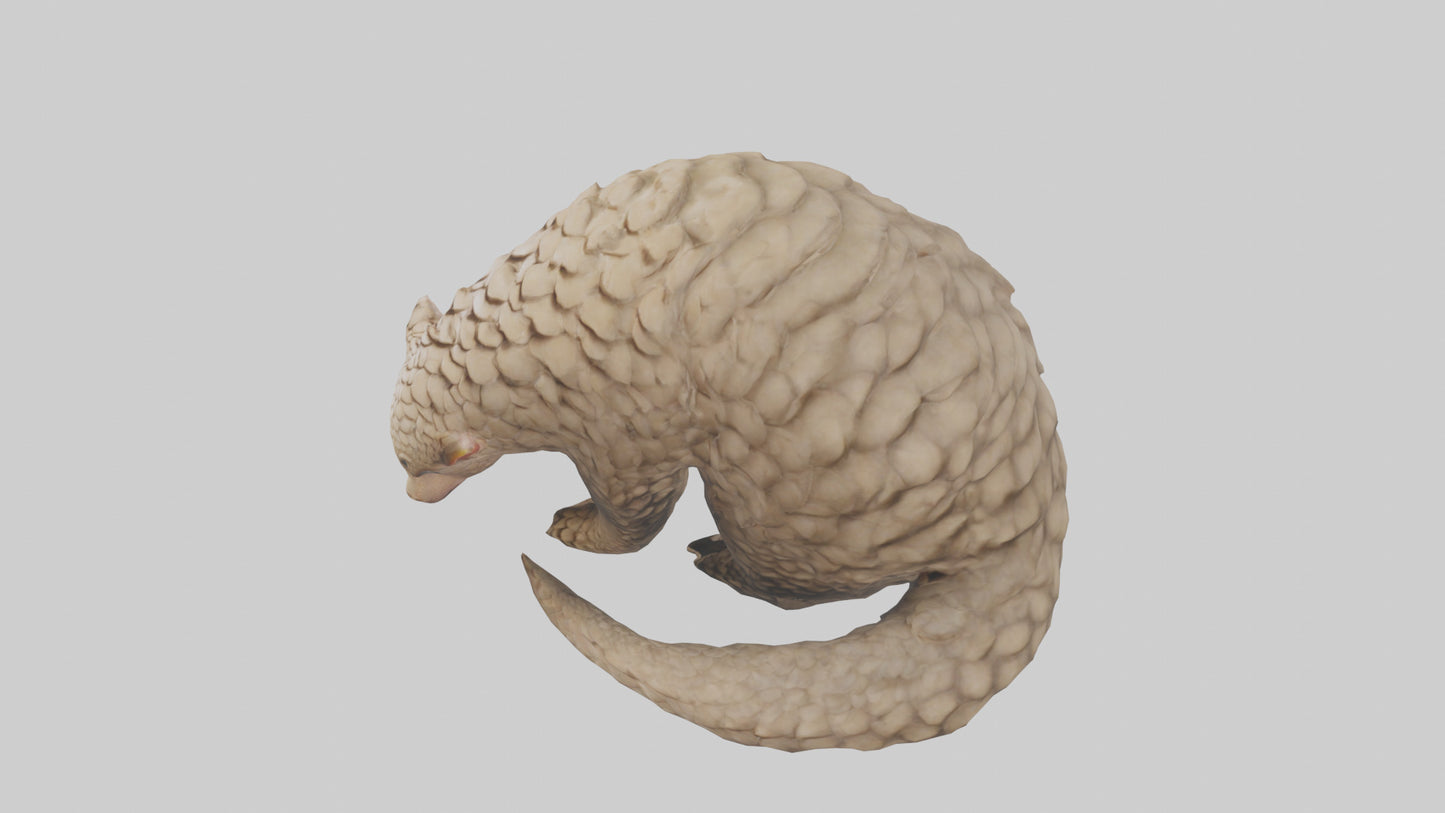Pangolin curled up model VR / AR / low-poly