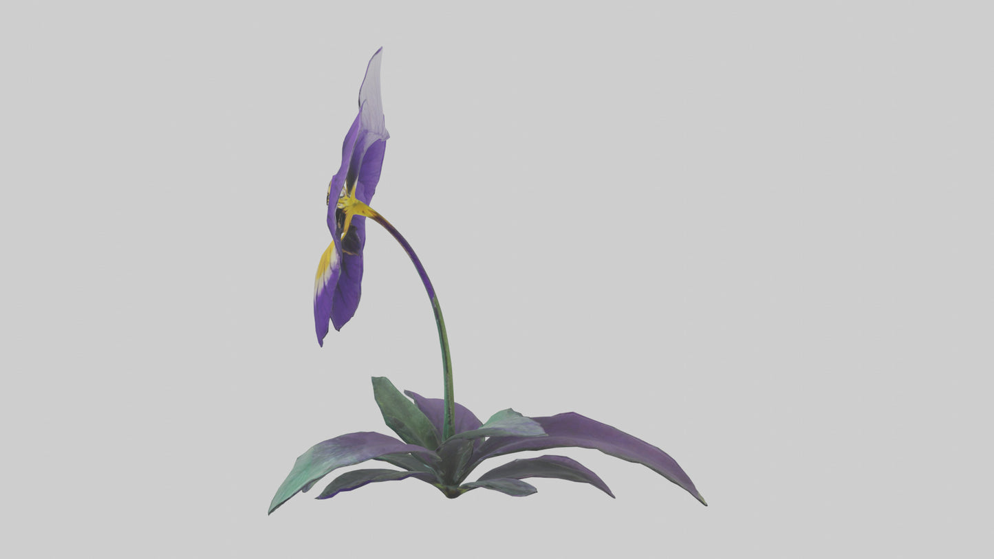 Pansy flower model VR / AR / low-poly