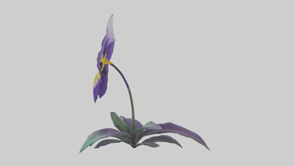 Pansy flower model VR / AR / low-poly