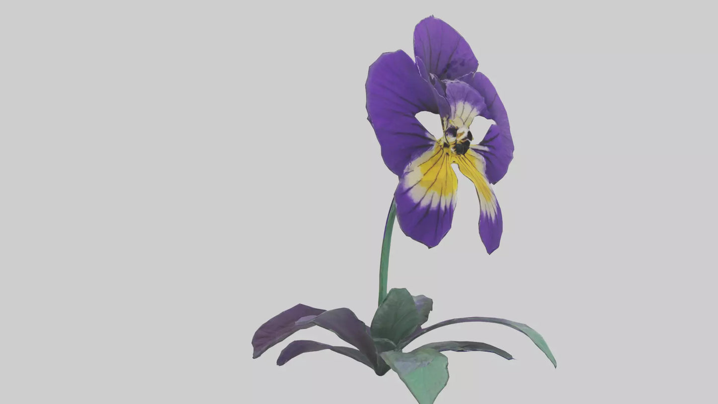Pansy flower model VR / AR / low-poly