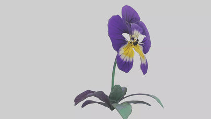 Pansy flower model VR / AR / low-poly