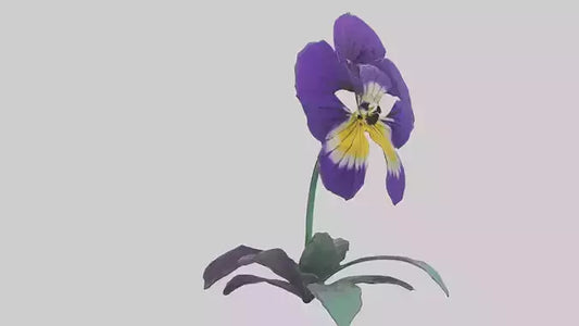 Pansy flower model VR / AR / low-poly