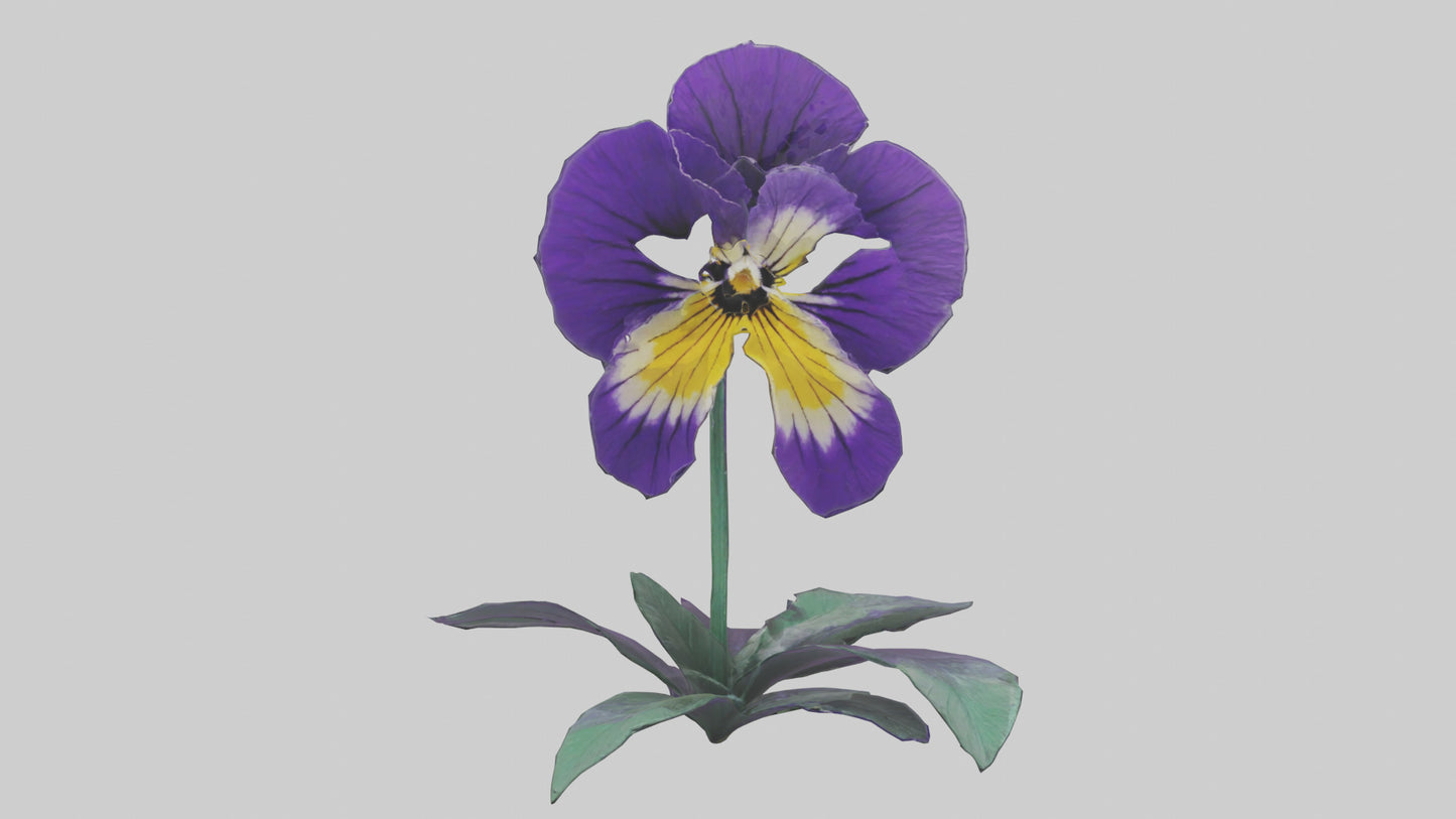 Pansy flower model VR / AR / low-poly