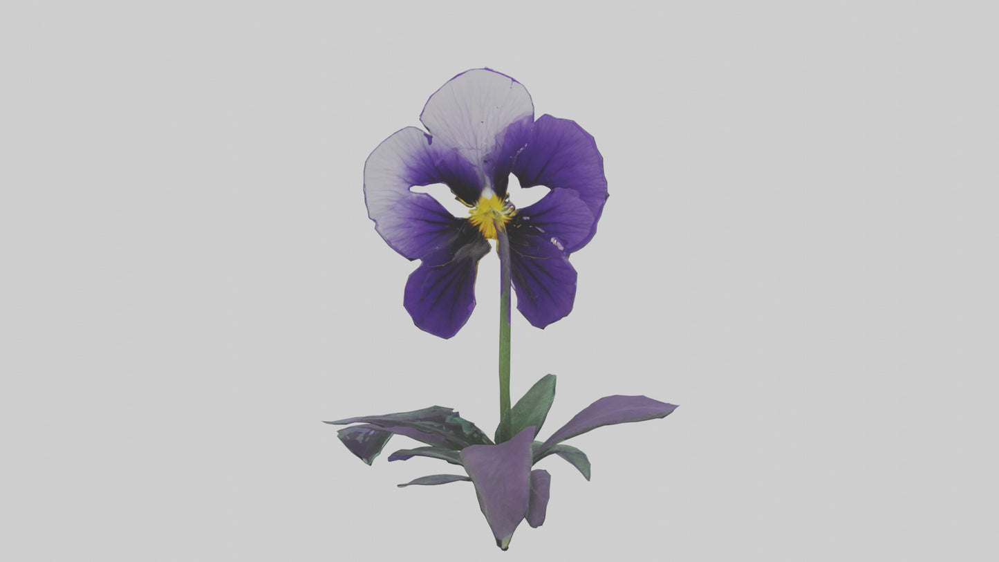 Pansy flower model VR / AR / low-poly