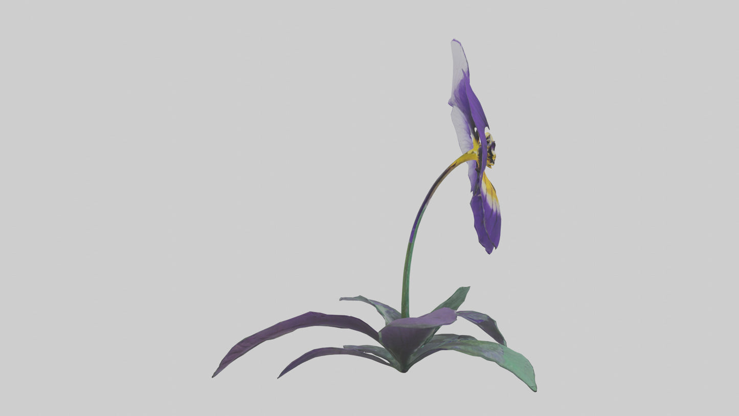 Pansy flower model VR / AR / low-poly