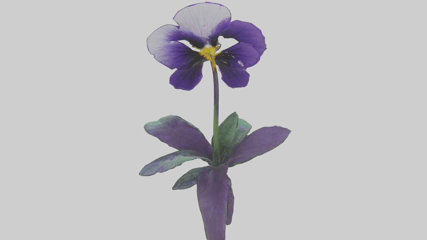 Pansy flower model VR / AR / low-poly