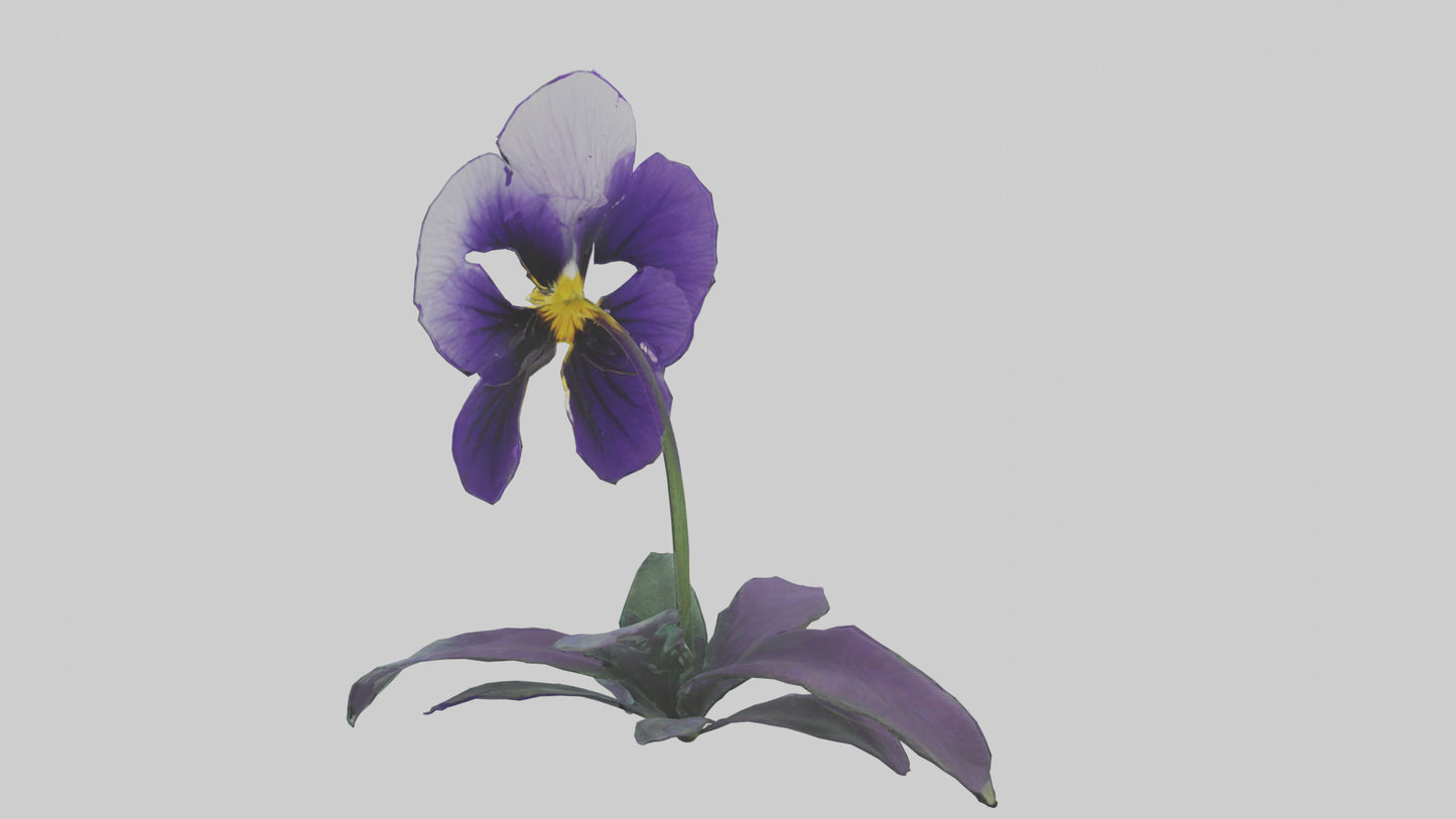 Pansy flower model VR / AR / low-poly