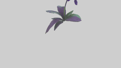 Pansy flower model VR / AR / low-poly