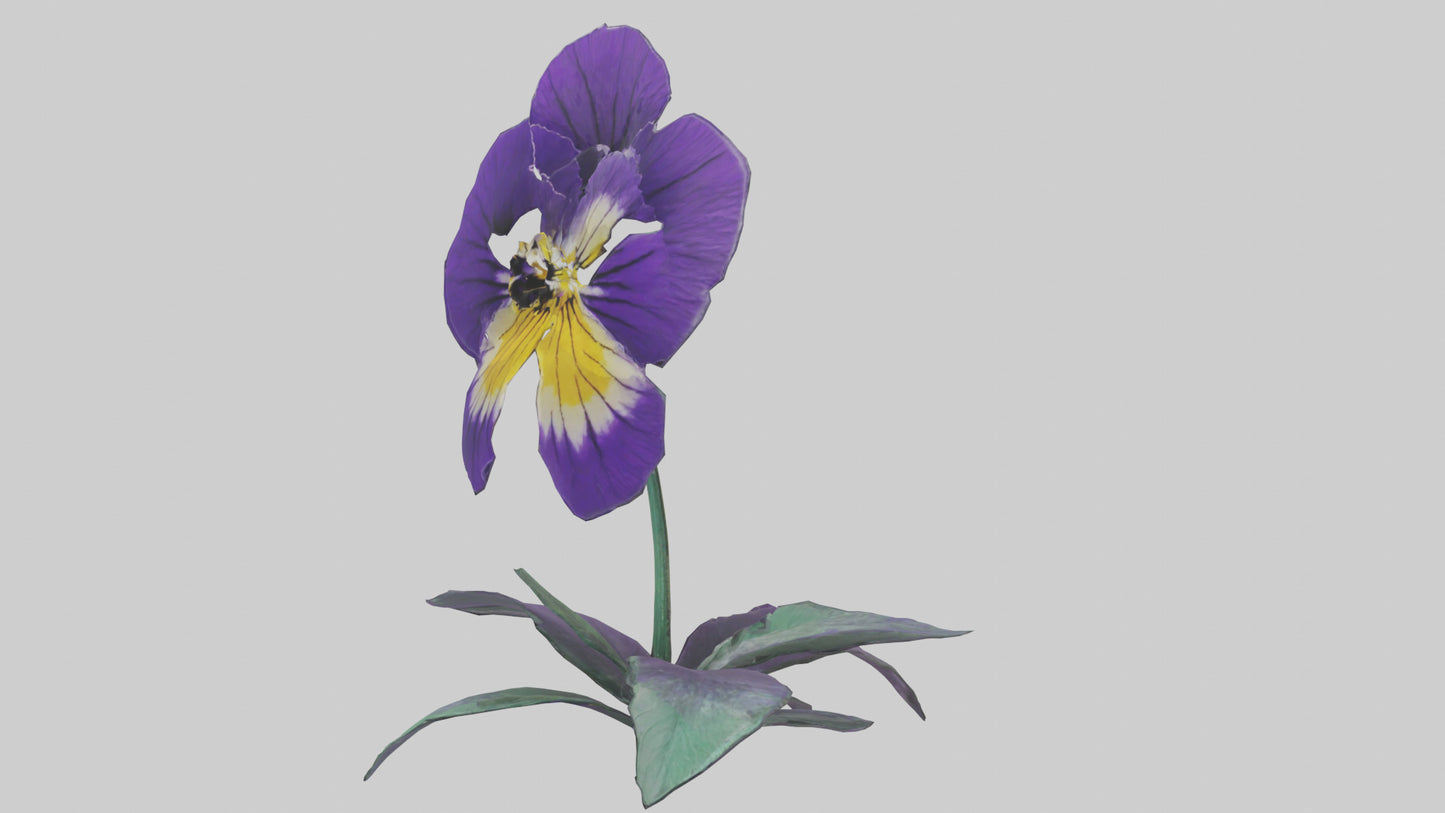 Pansy flower model VR / AR / low-poly