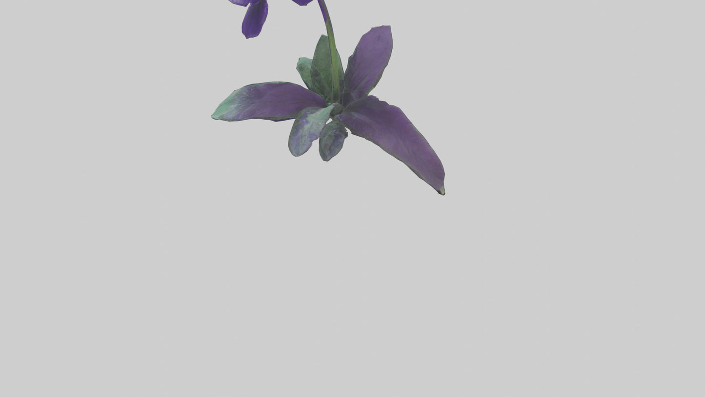 Pansy flower model VR / AR / low-poly