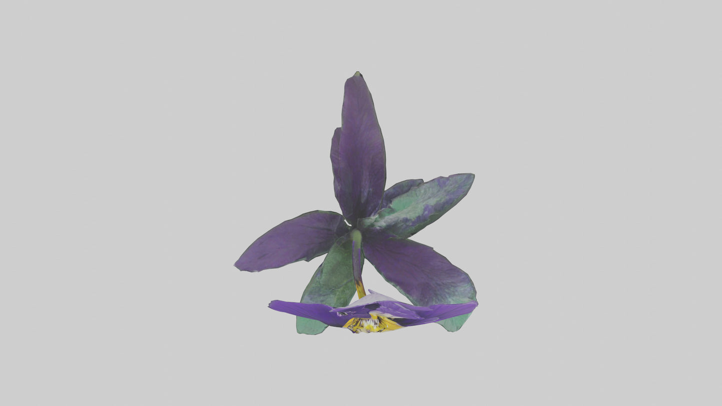 Pansy flower model VR / AR / low-poly