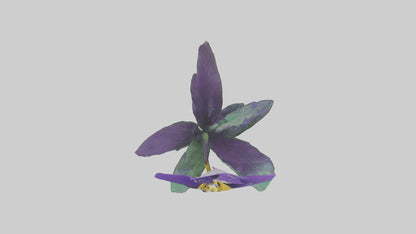 Pansy flower model VR / AR / low-poly
