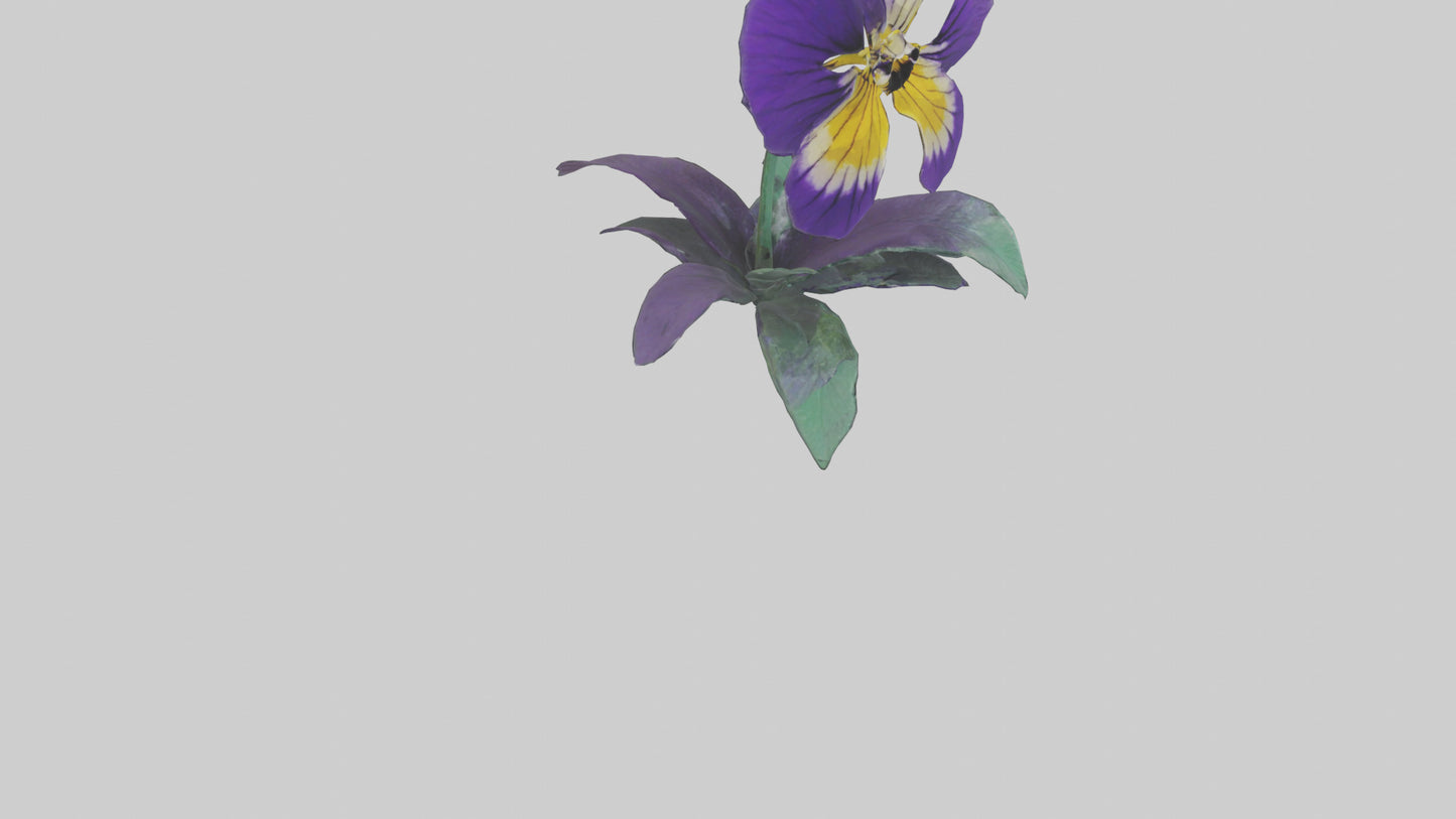 Pansy flower model VR / AR / low-poly