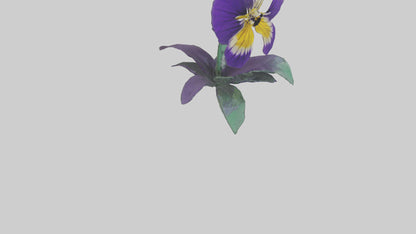 Pansy flower model VR / AR / low-poly