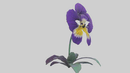 Pansy flower model VR / AR / low-poly