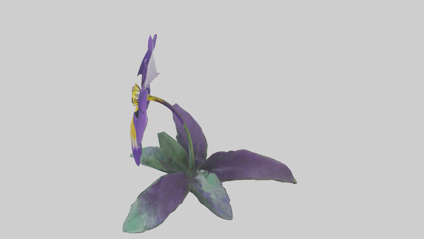Pansy flower model VR / AR / low-poly