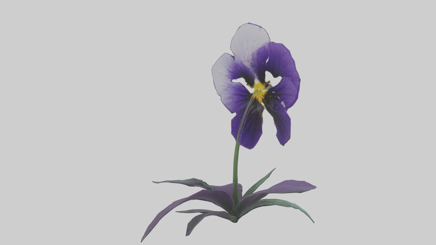 Pansy flower model VR / AR / low-poly