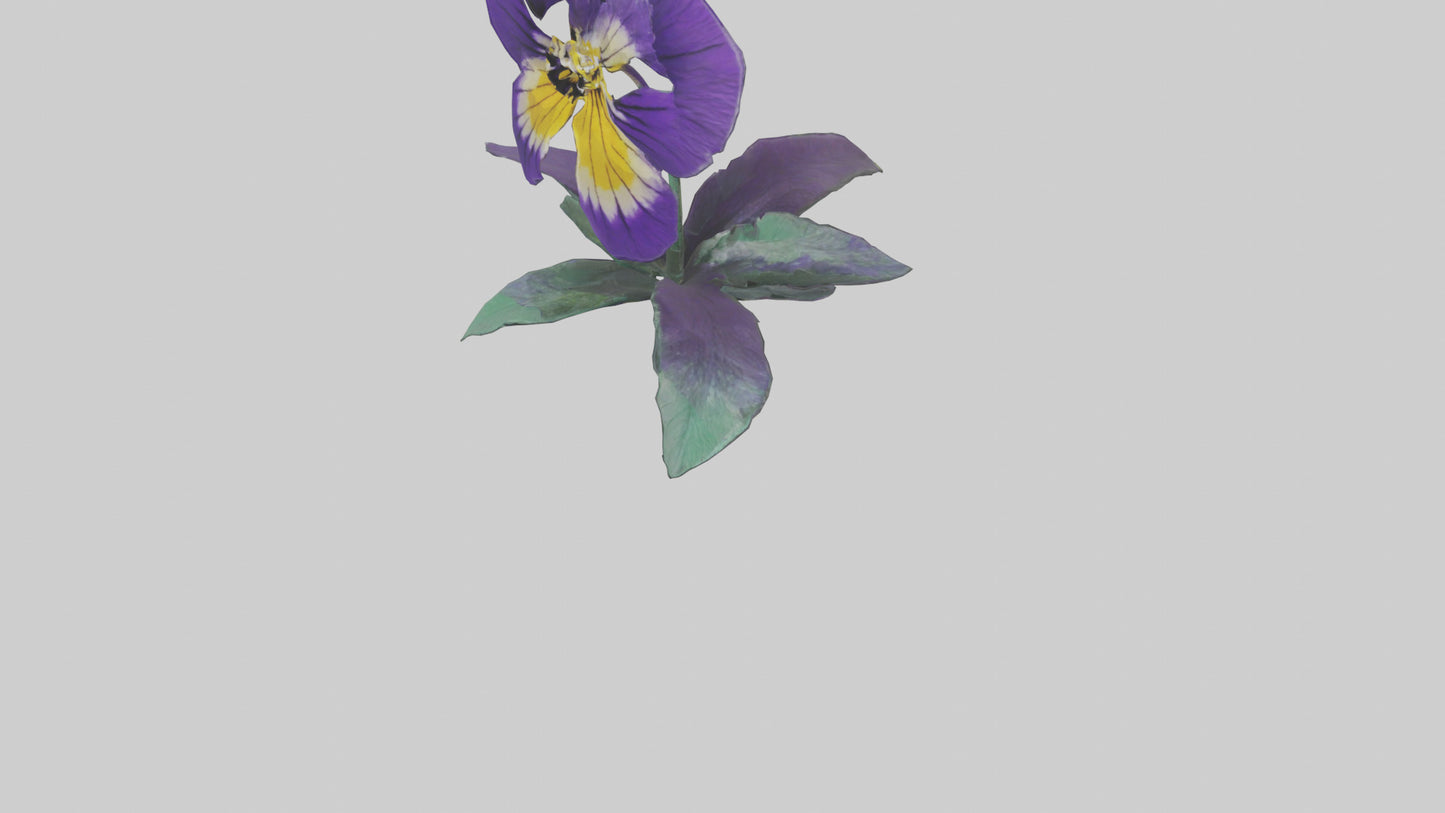 Pansy flower model VR / AR / low-poly