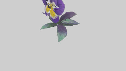 Pansy flower model VR / AR / low-poly