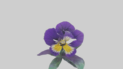 Pansy flower model VR / AR / low-poly