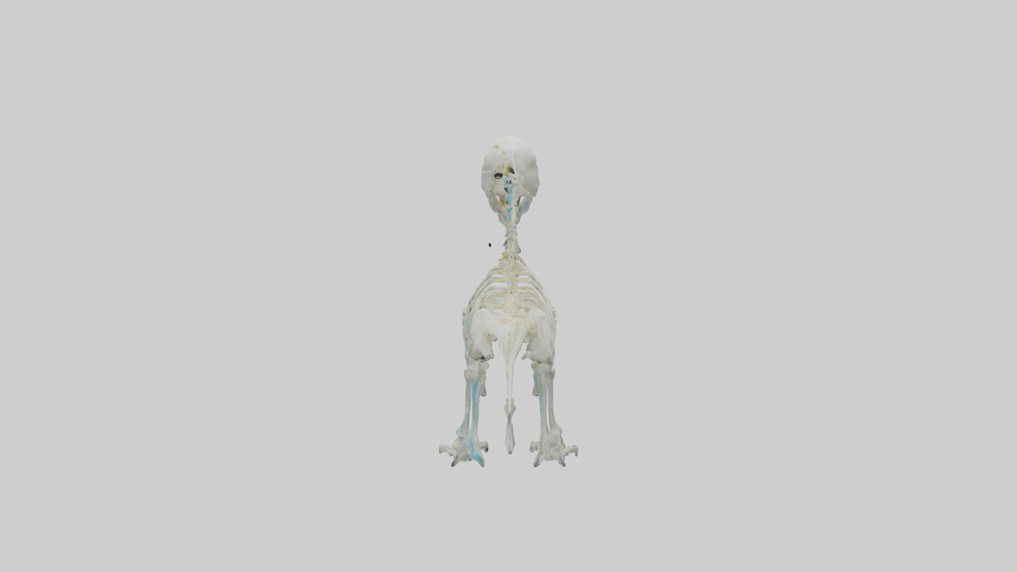 Parakeet Skeleton model 3D model