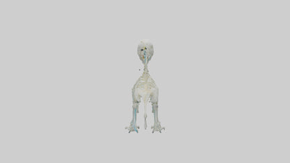 Parakeet Skeleton model 3D model