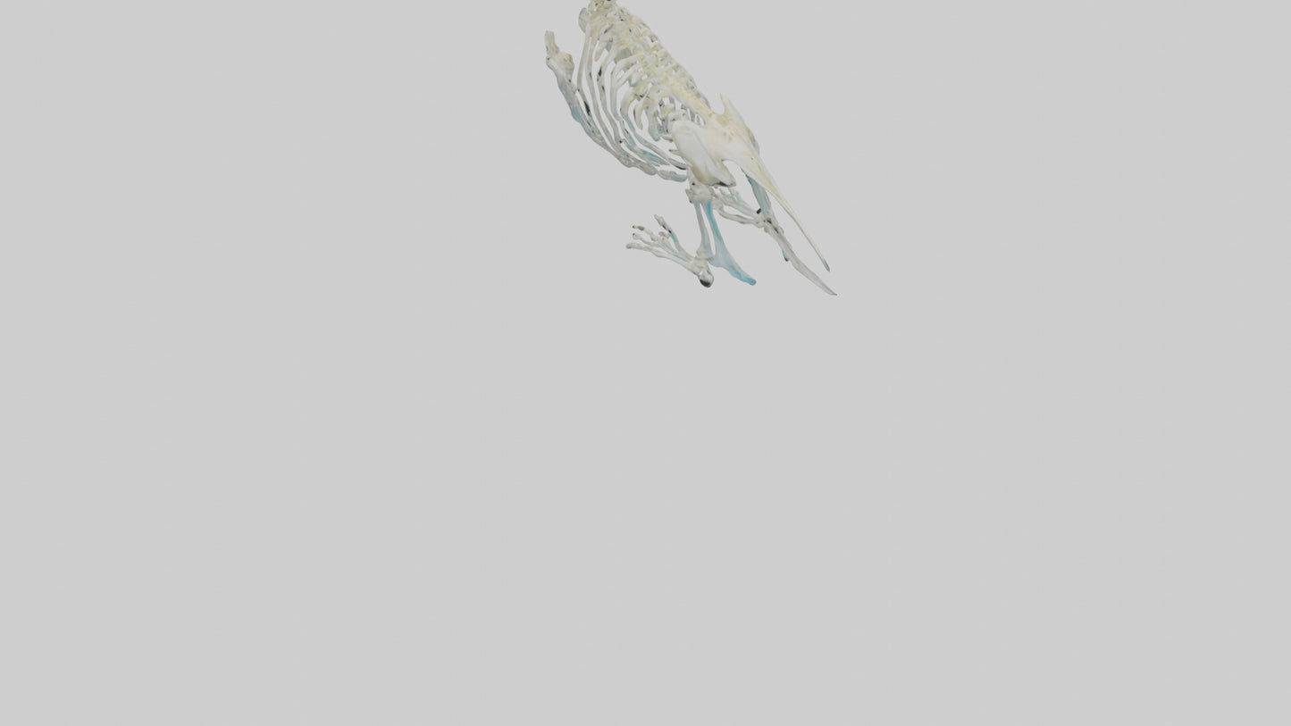 Parakeet Skeleton model 3D model