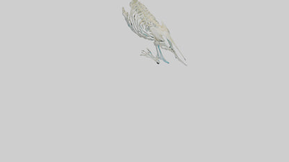 Parakeet Skeleton model 3D model