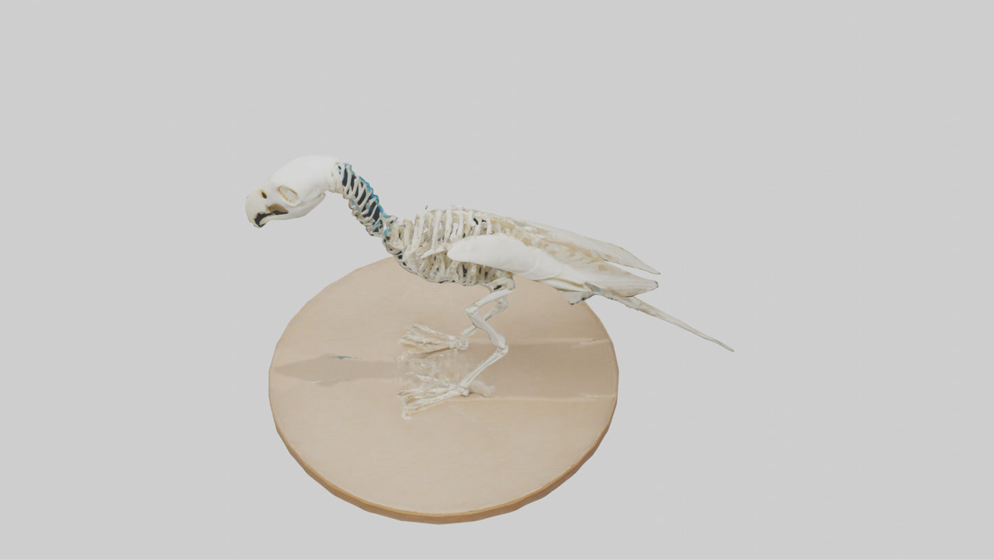 Parakeet Skeleton model 3D model