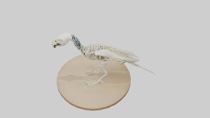 Parakeet Skeleton model 3D model