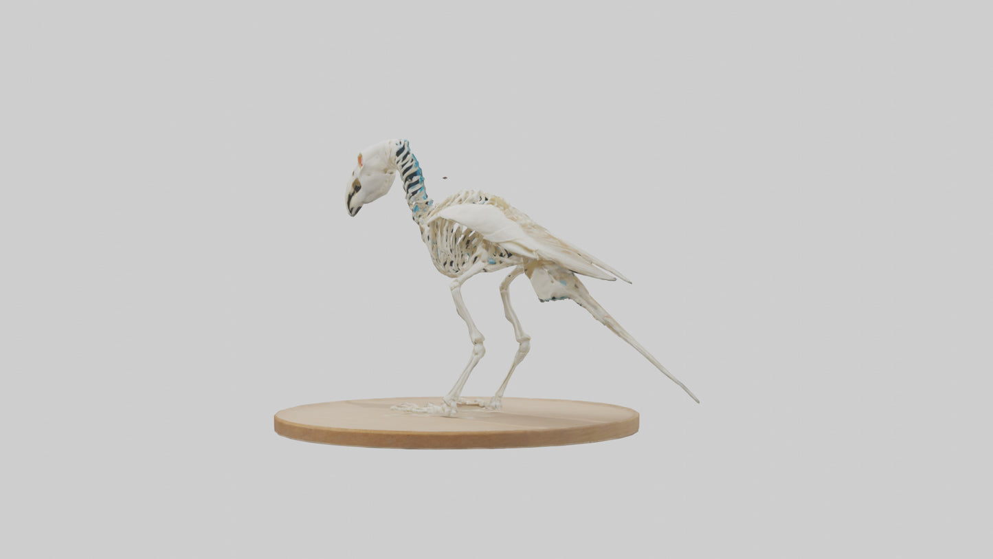 Parakeet Skeleton model 3D model