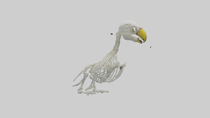 Parakeet Skeleton model 3D model