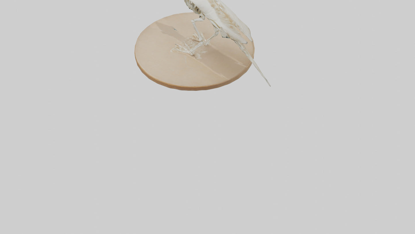 Parakeet Skeleton model 3D model