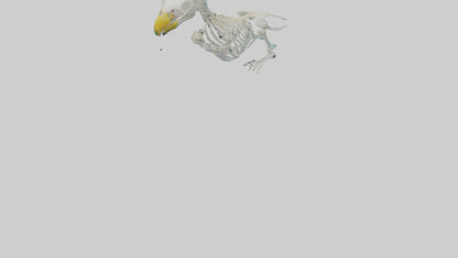 Parakeet Skeleton model 3D model