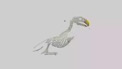 Parakeet Skeleton model 3D model