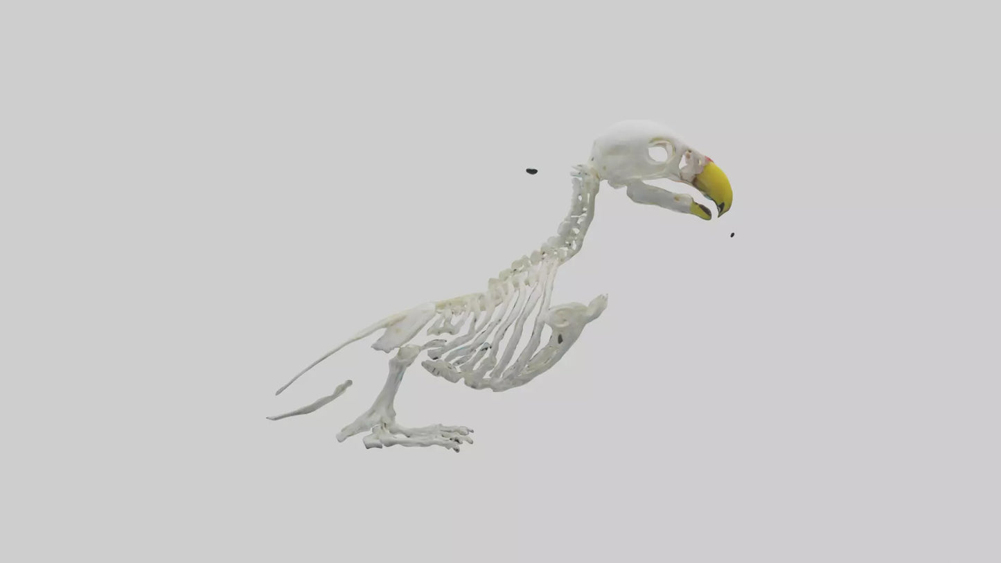 Parakeet Skeleton model 3D model