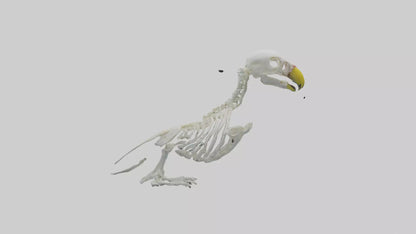 Parakeet Skeleton model 3D model
